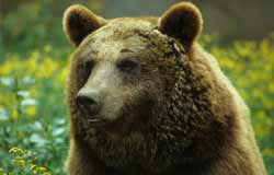 orso parco nazionale d'abruzzo